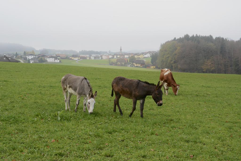 Lenzenbauer *